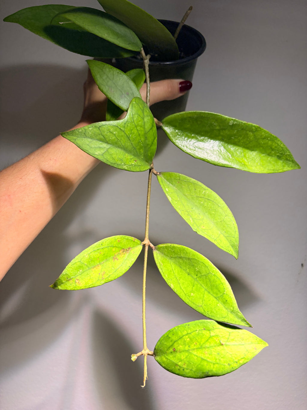 Hoya Ranauensis starter pot
