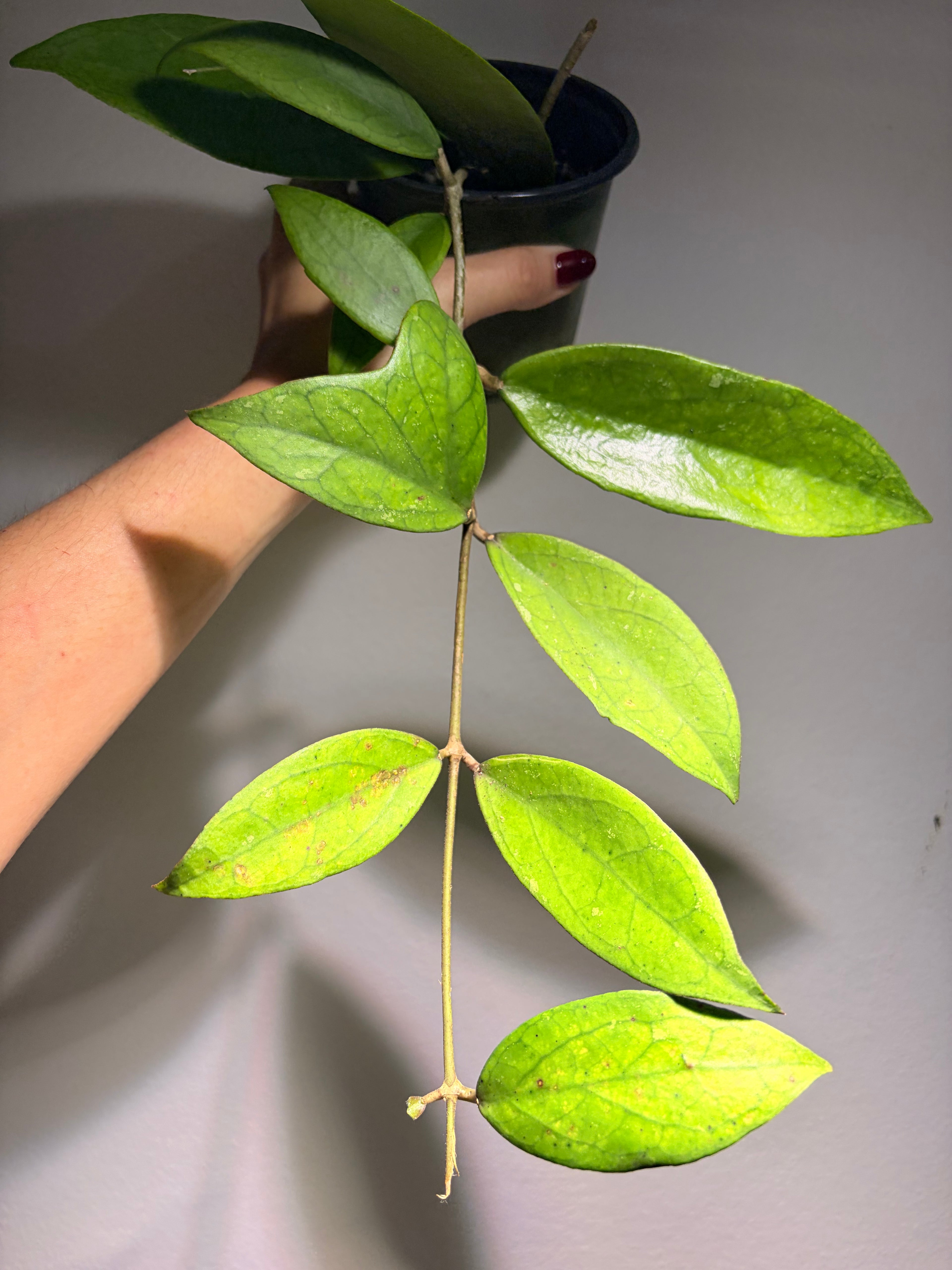 Hoya Ranauensis starter pot