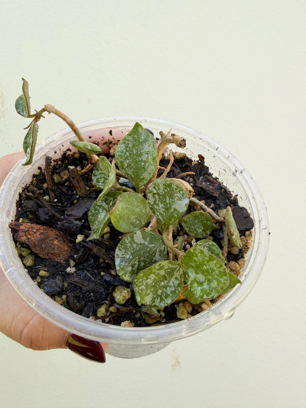 Hoya Curtisii Splash starter