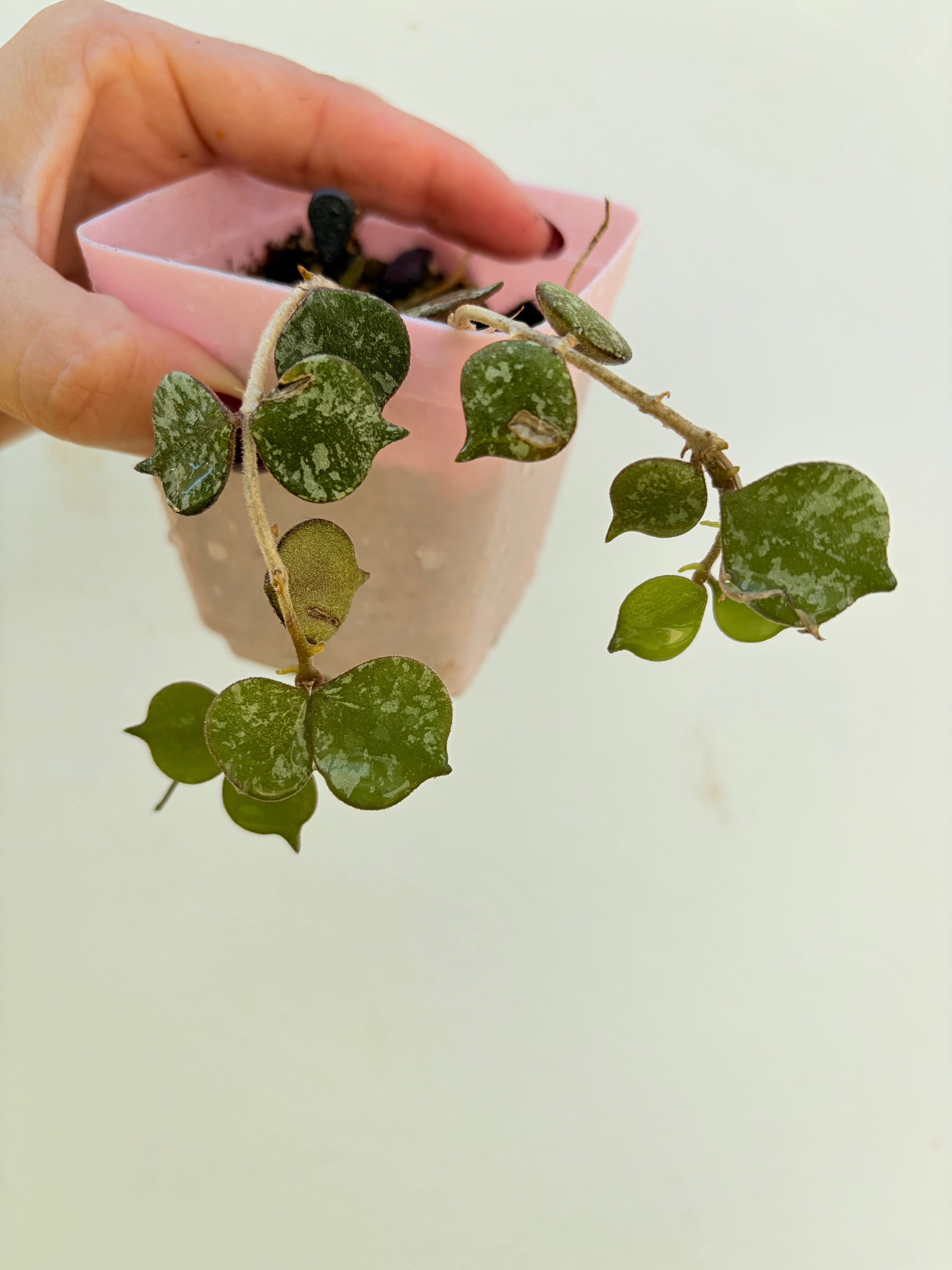 Hoya Curtisii Splash starter