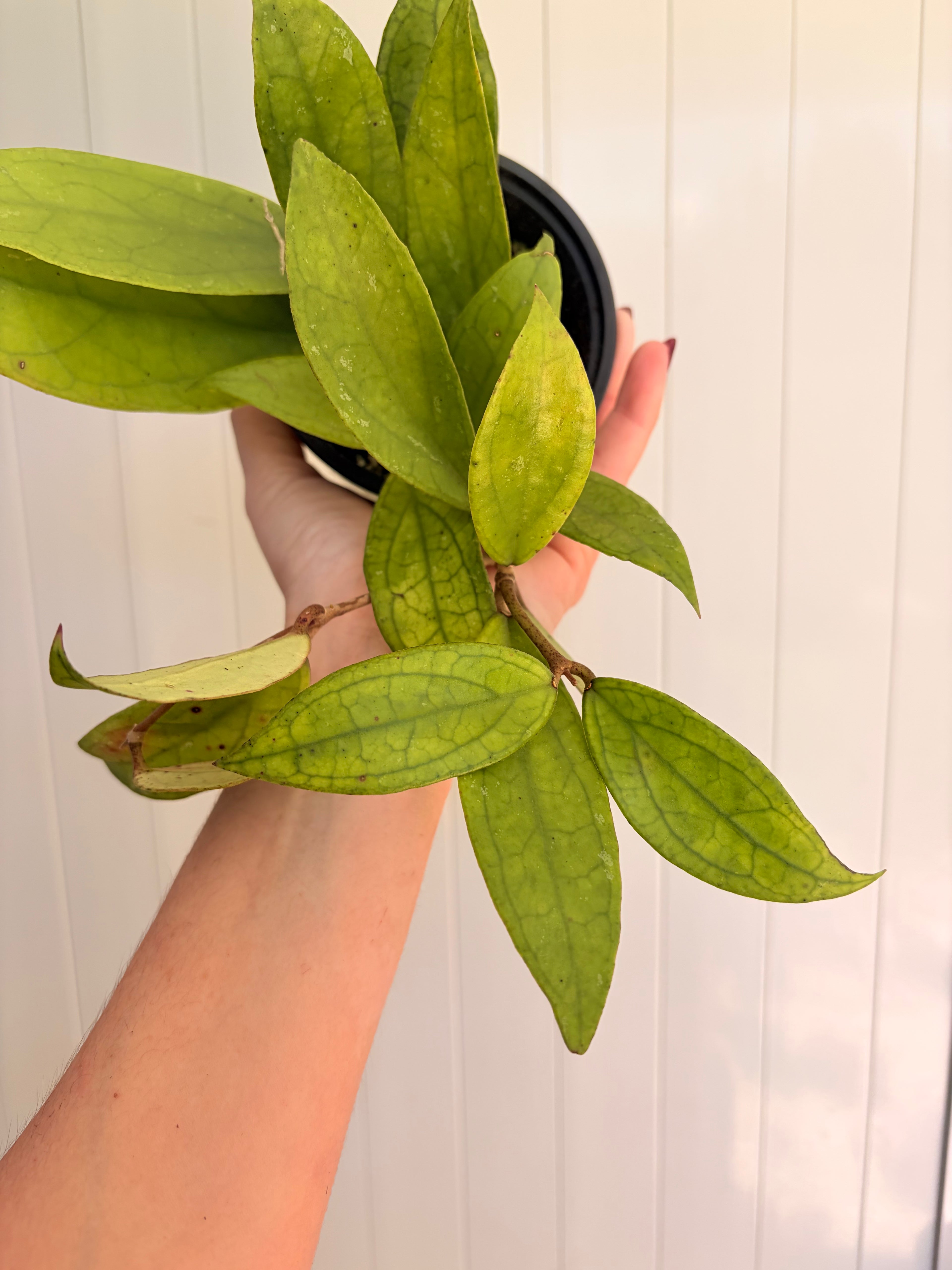 Hoya Ranauensis starter pot