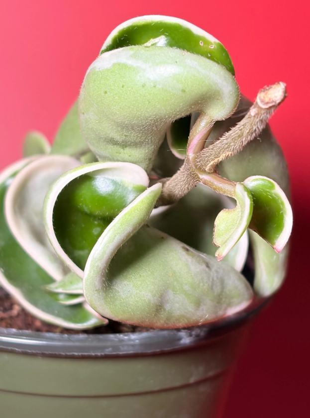 Hoya Compacta Variegated