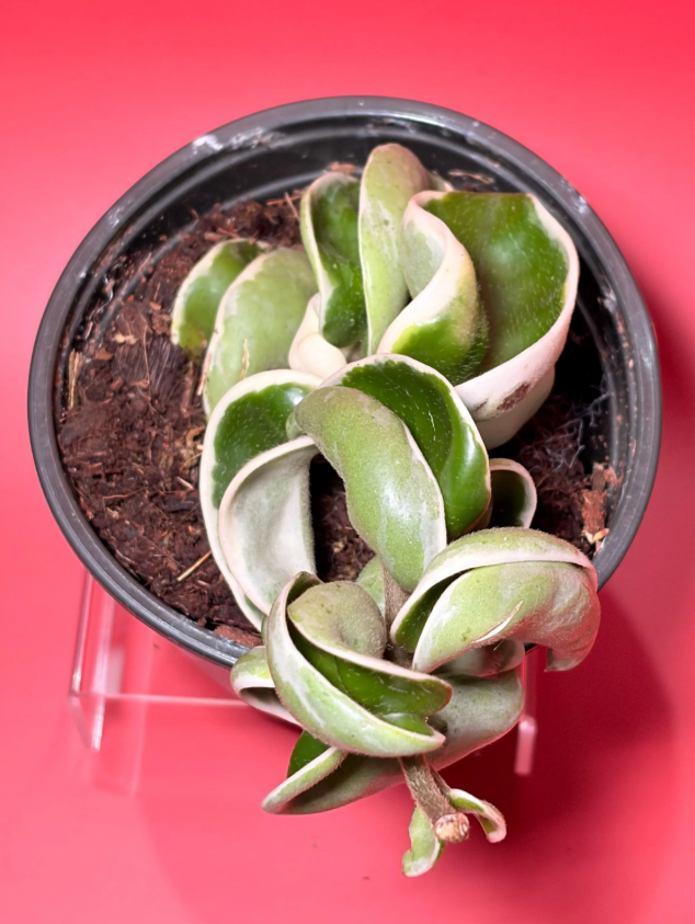 Hoya Compacta Variegated