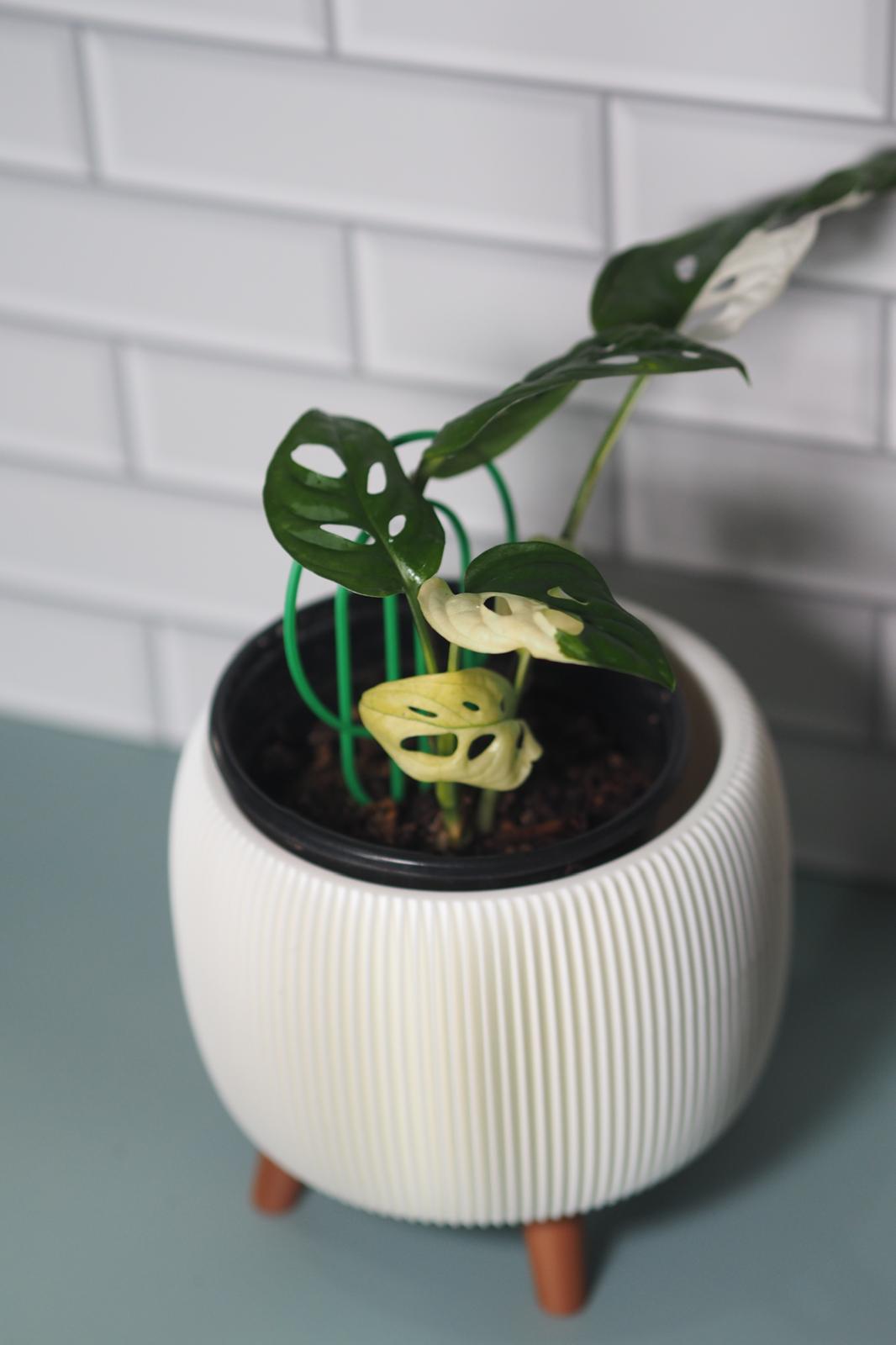 Small Plant Supports