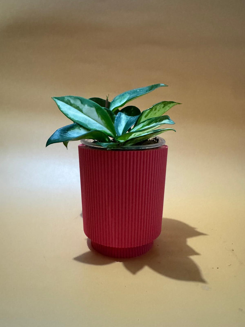 Planter with drip container