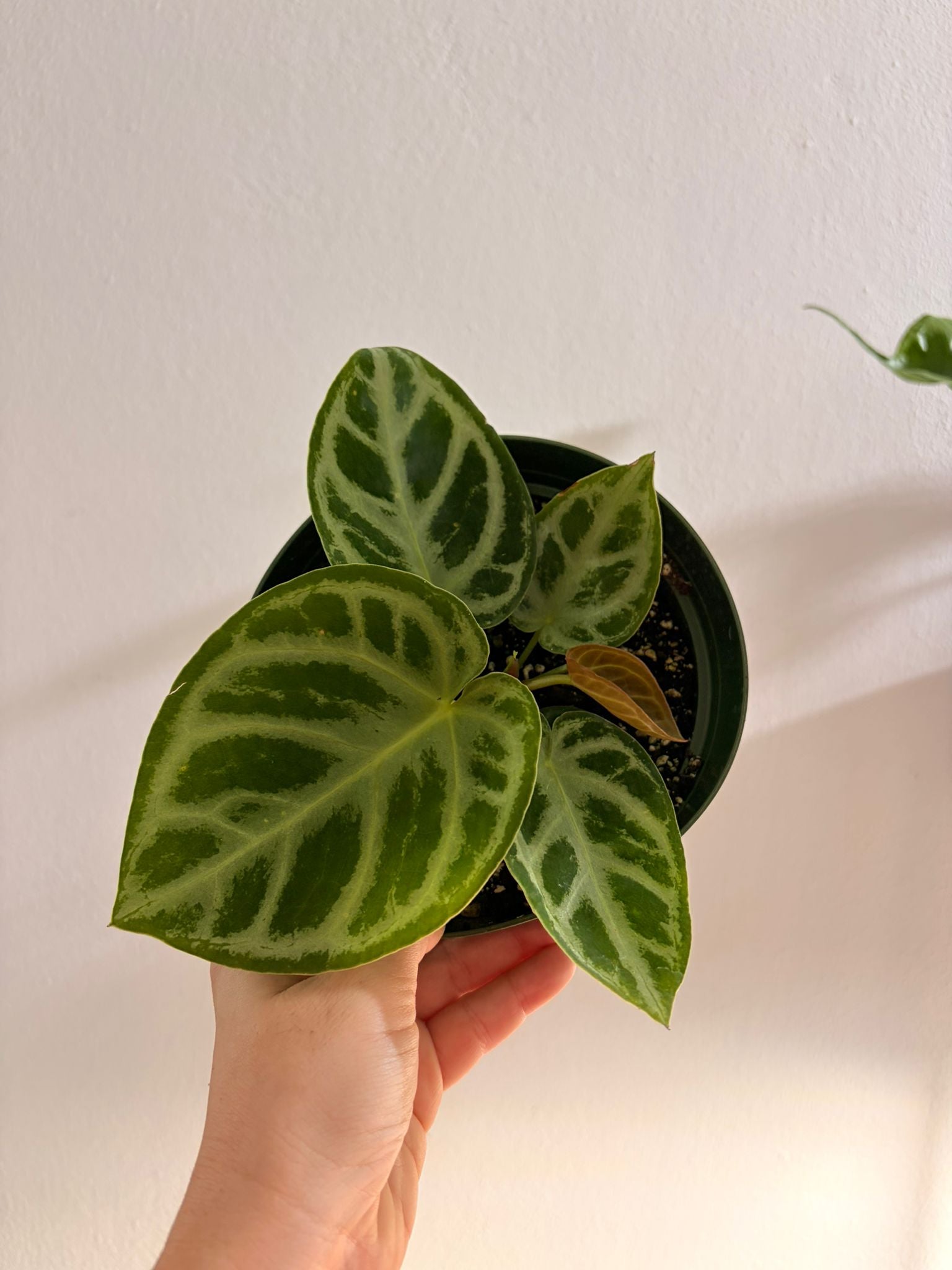 Anthurium Crystallinum Silver Blush