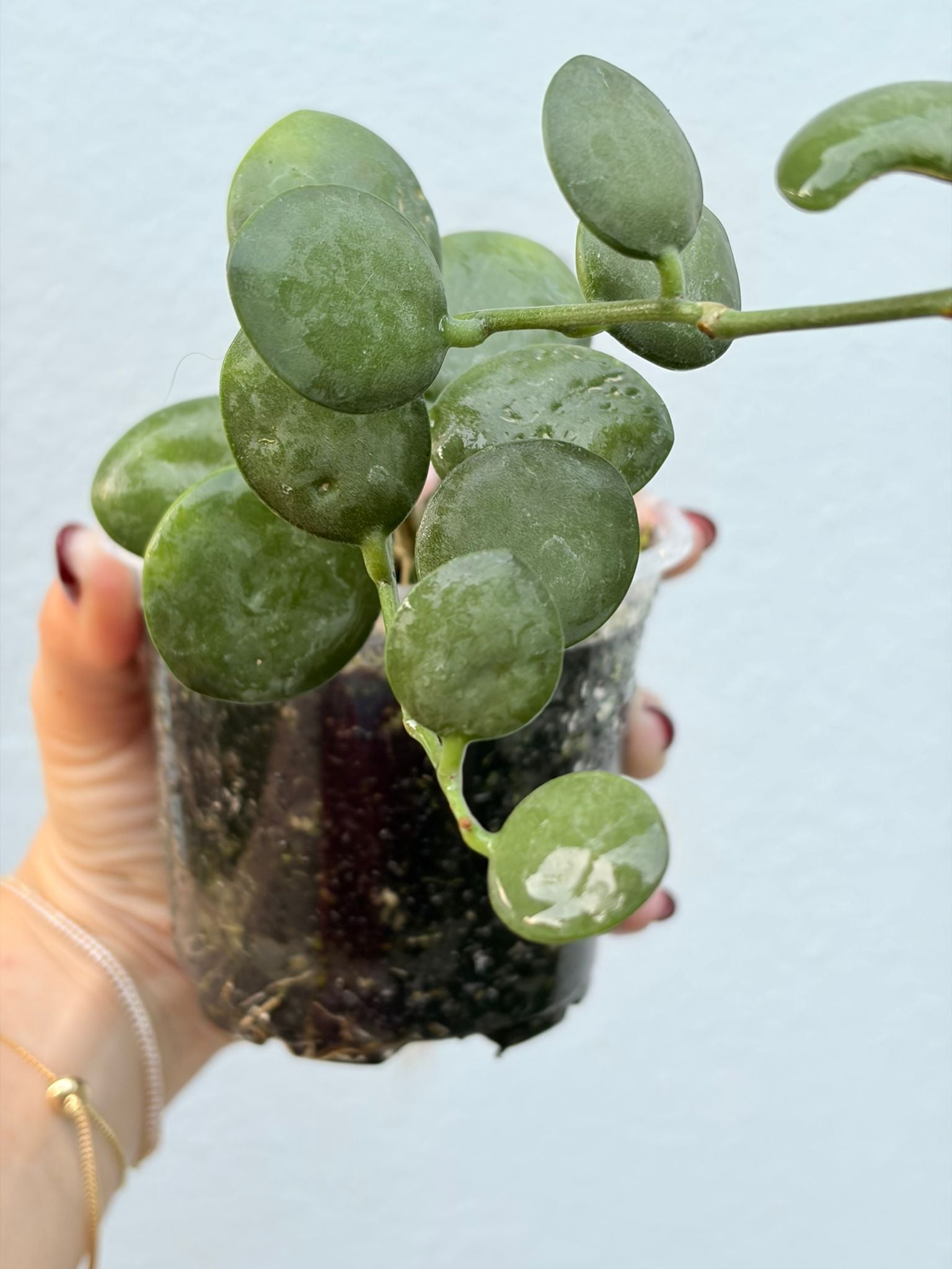 Xerosicyos danguyi | Silver dollar vine