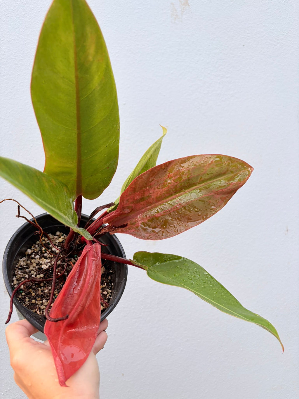 Philodendron Red Congo