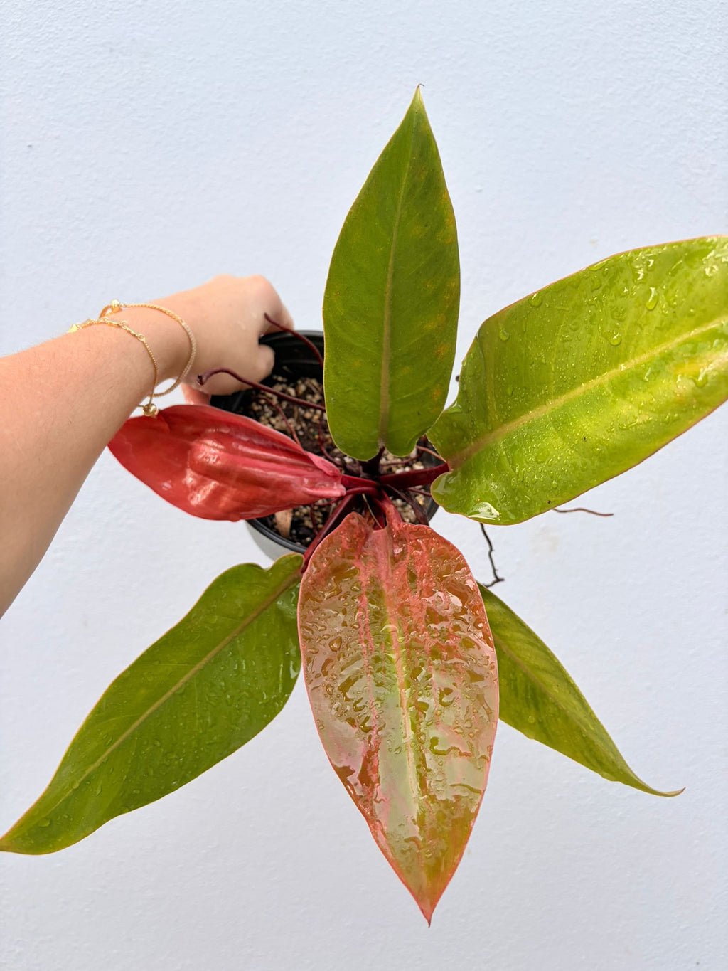 Philodendron Red Congo