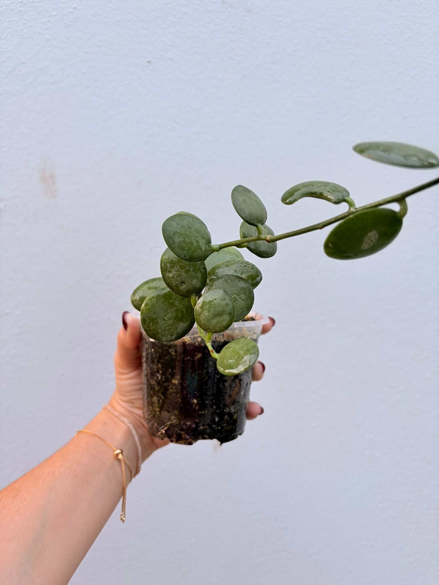 Xerosicyos danguyi | Silver dollar vine