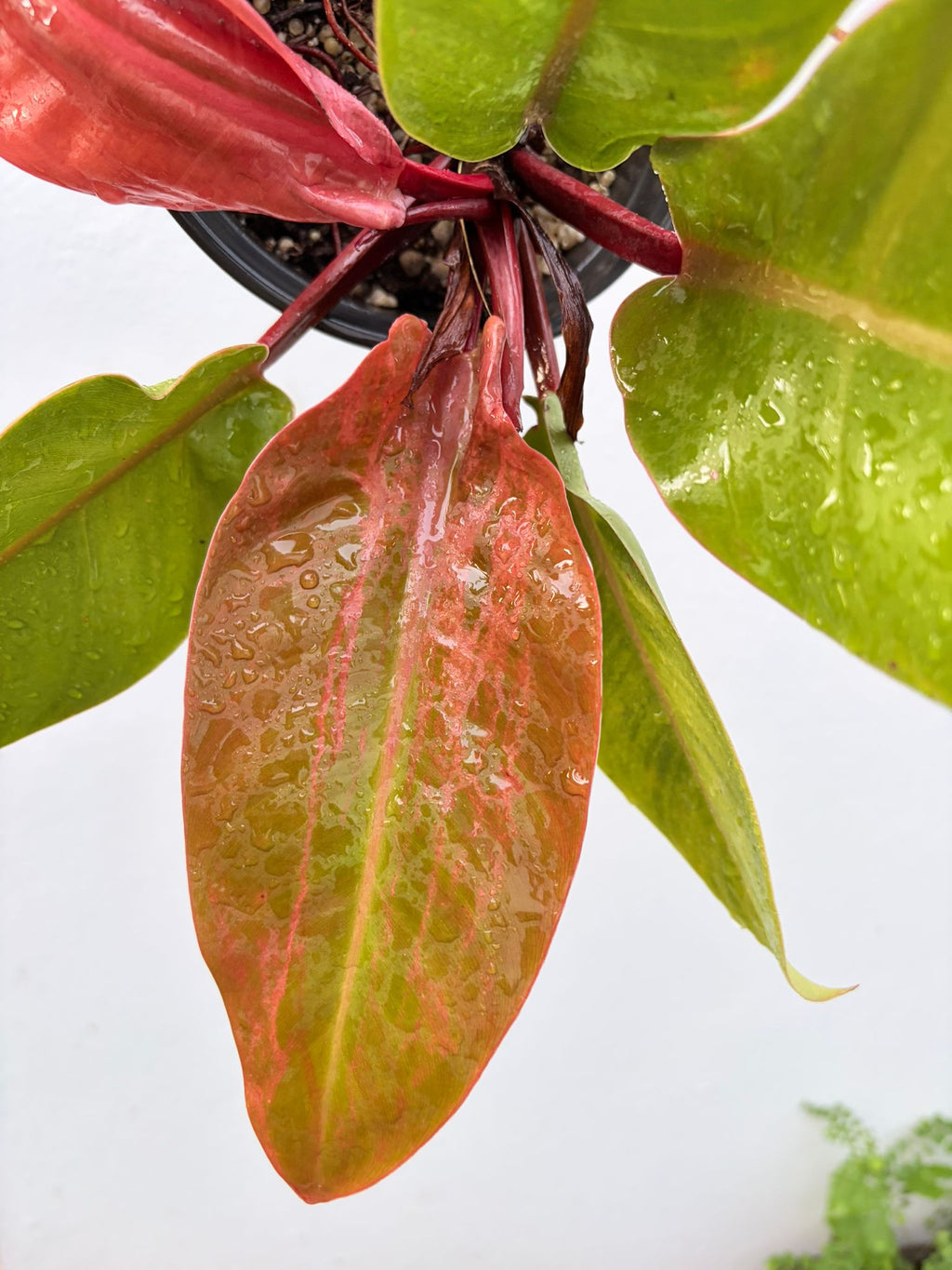 Philodendron Red Congo