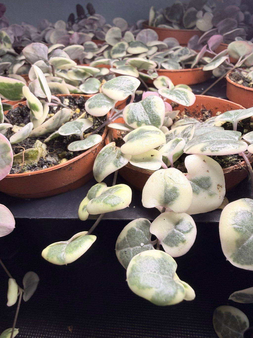 Variegated String of Hearts