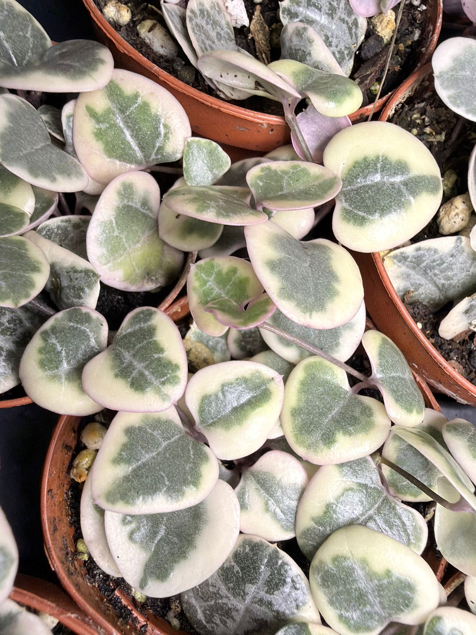 Variegated String of Hearts