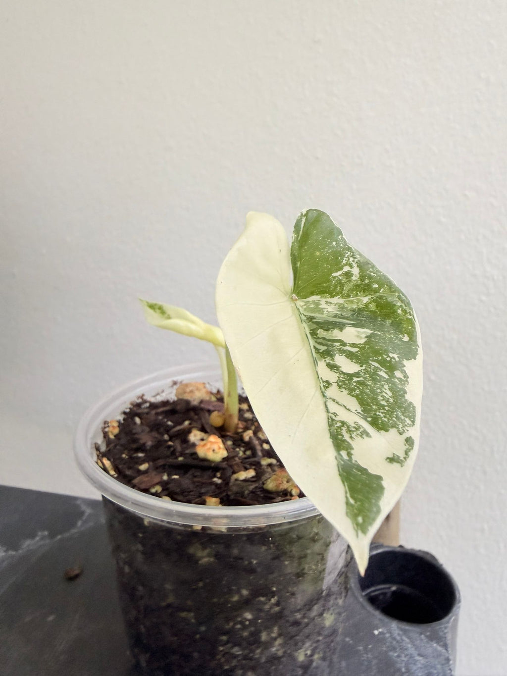 Alocasia Macrorrhizos Variegated starter