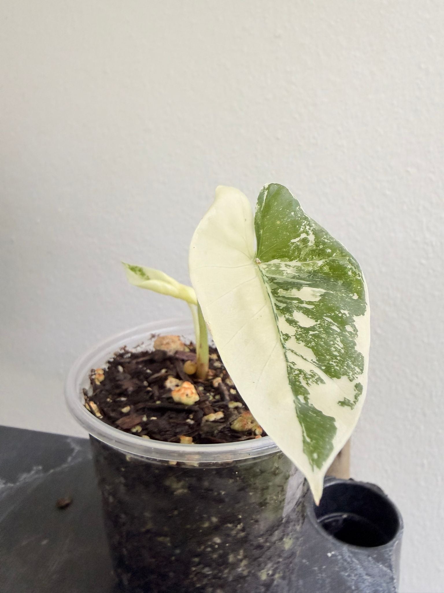 Alocasia Macrorrhizos Variegated starter