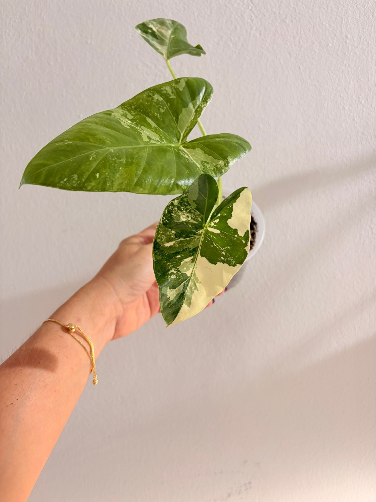 Alocasia Macrorrhizos Variegated starter