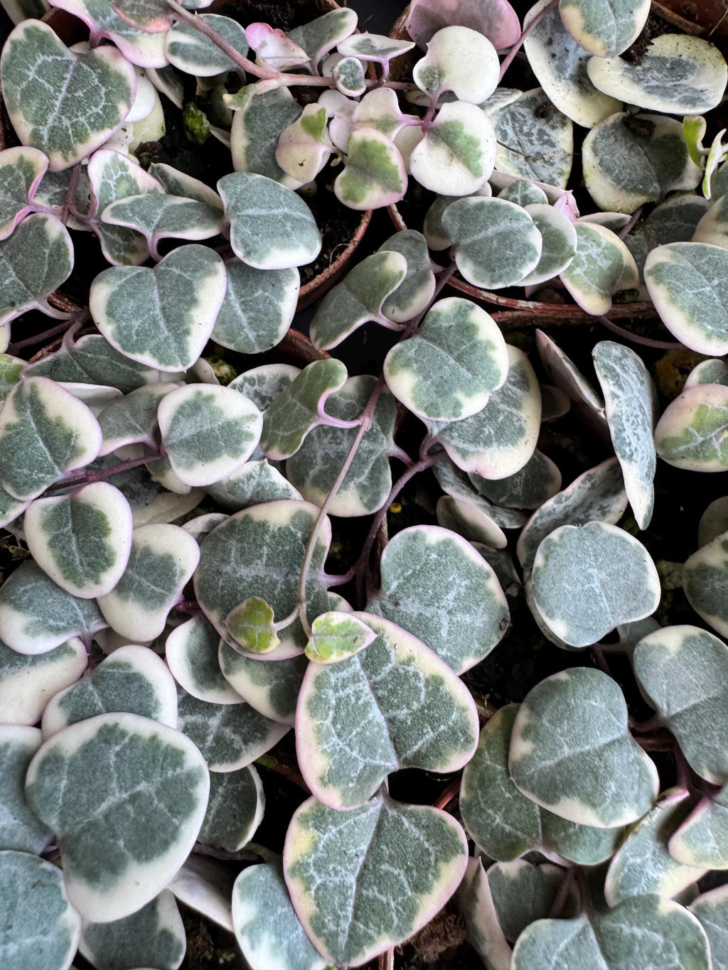 Variegated String of Hearts