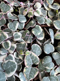 Variegated String of Hearts