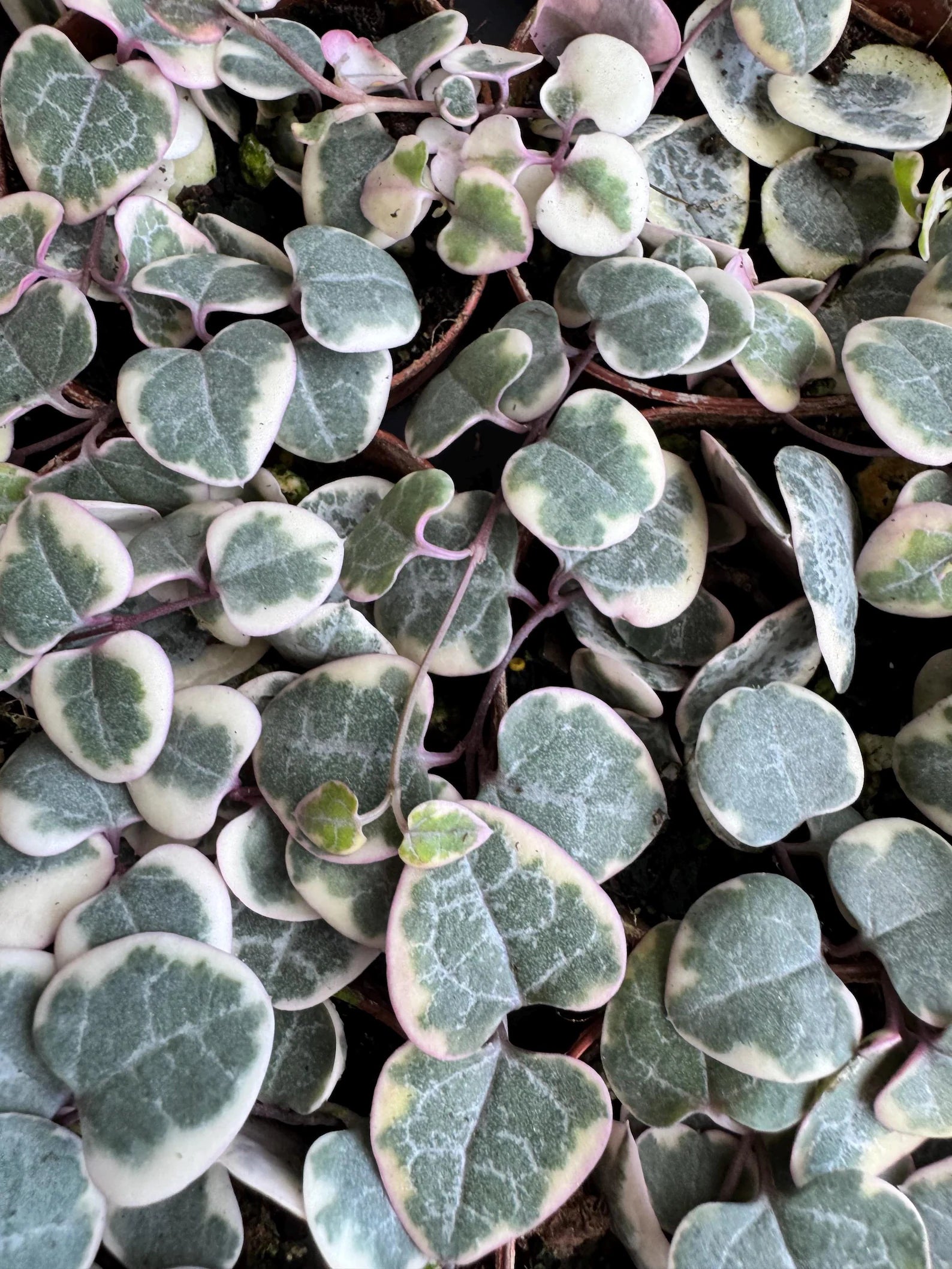 Variegated String of Hearts
