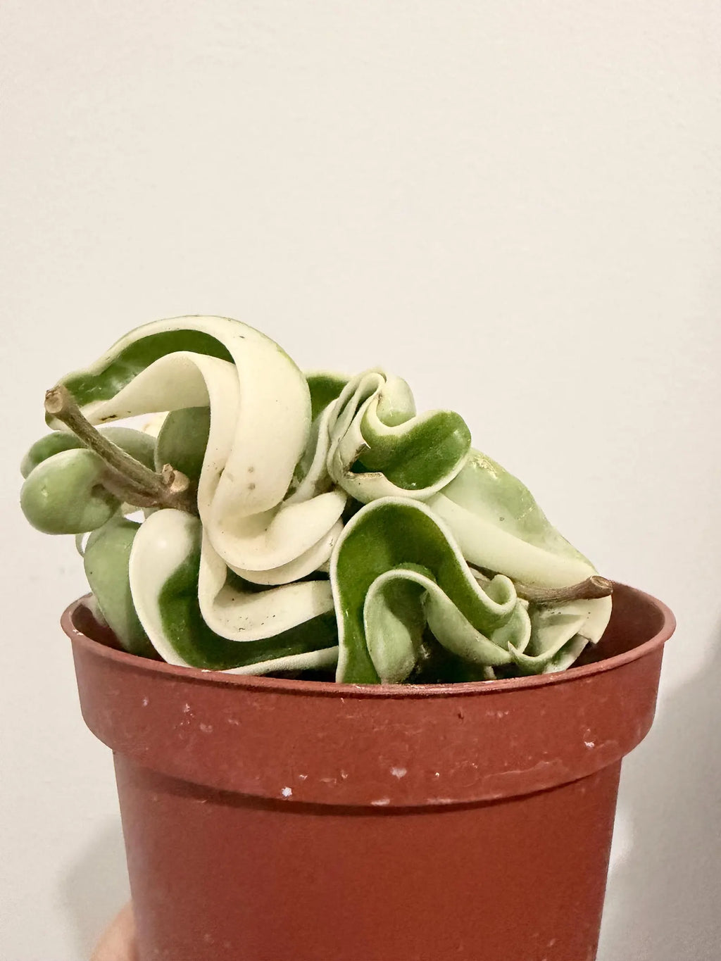 Hoya Compacta Variegated