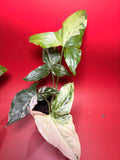 Variegated Syngonium albo