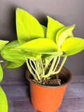 Neon pothos