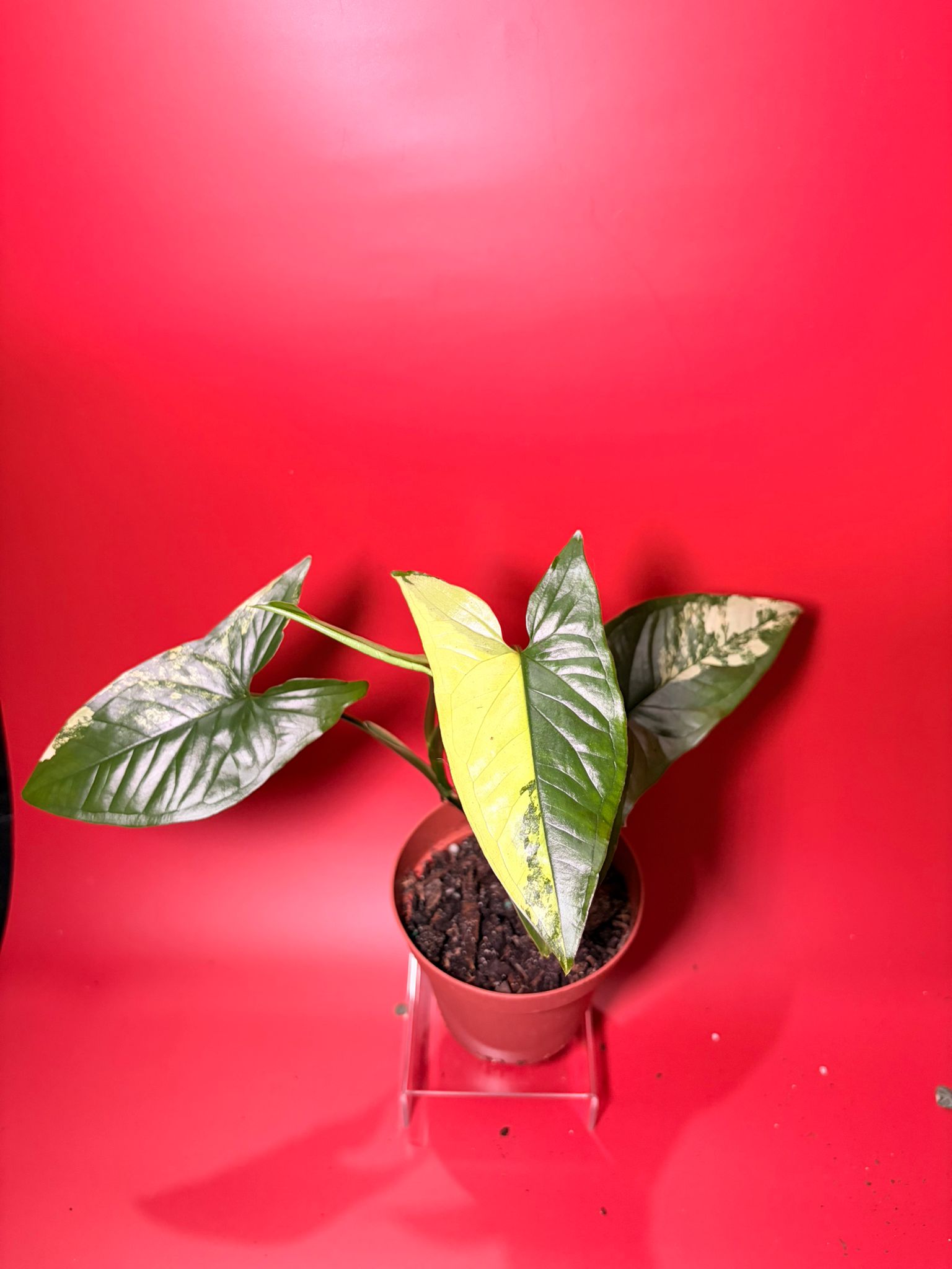 Variegated Syngonium aurea