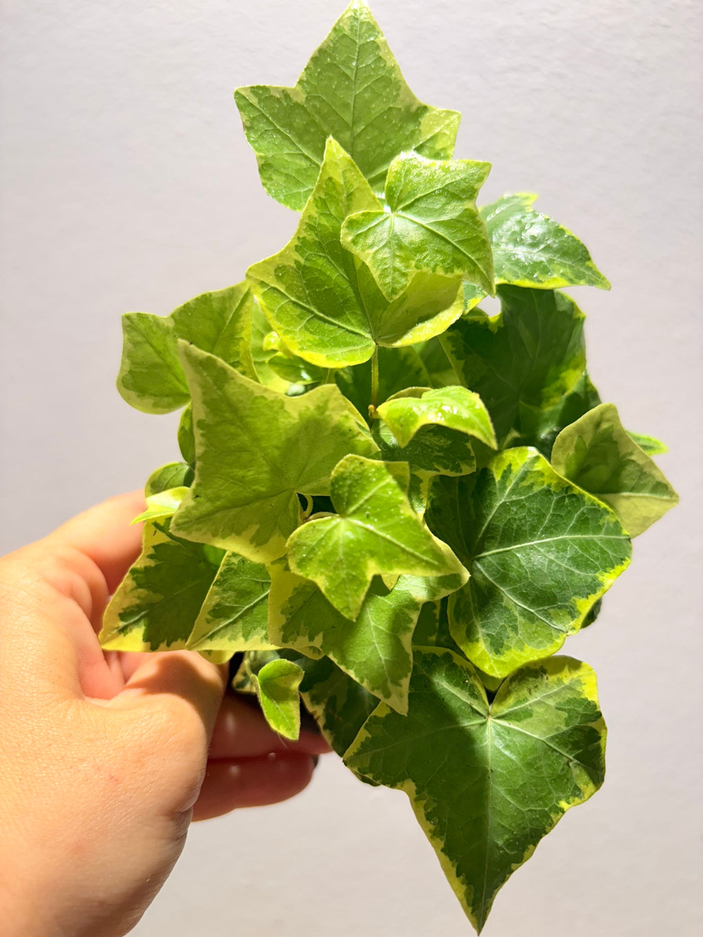 English Ivy aurea Golden variegated