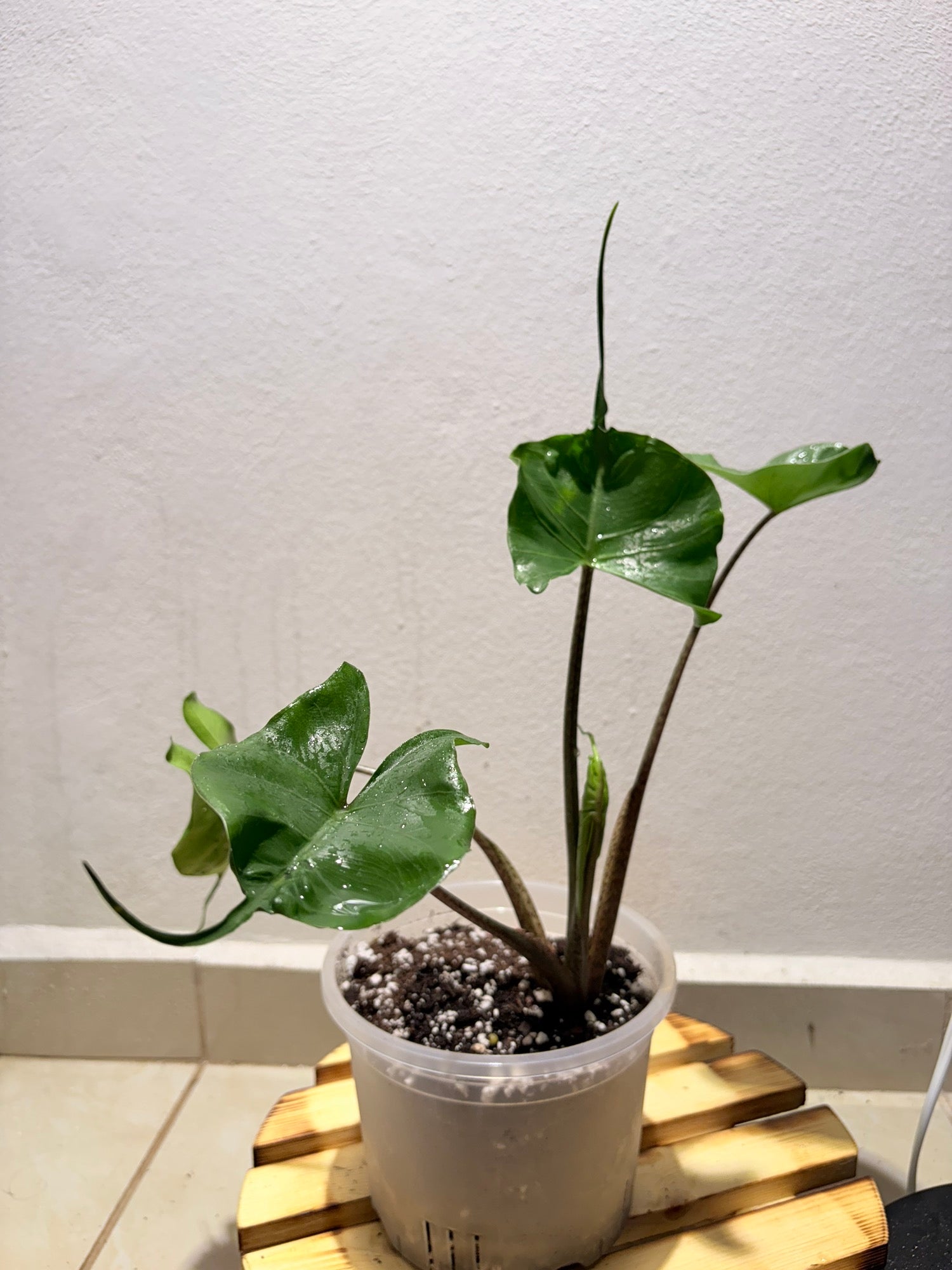 Alocasia Stingray