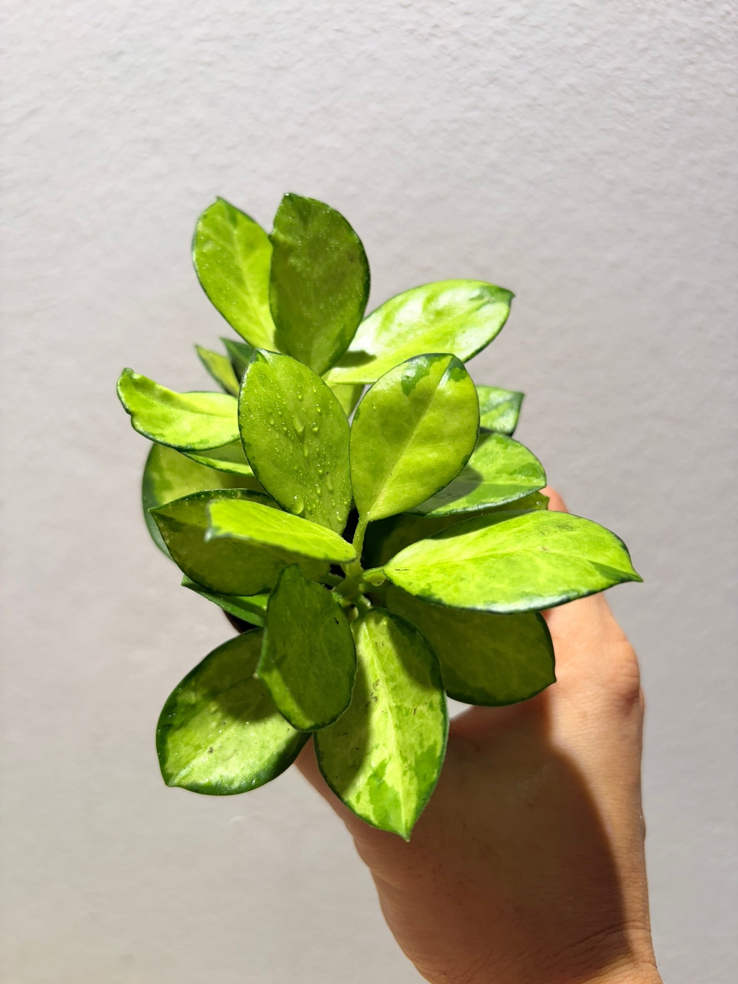 Hoya Australis with high variegation