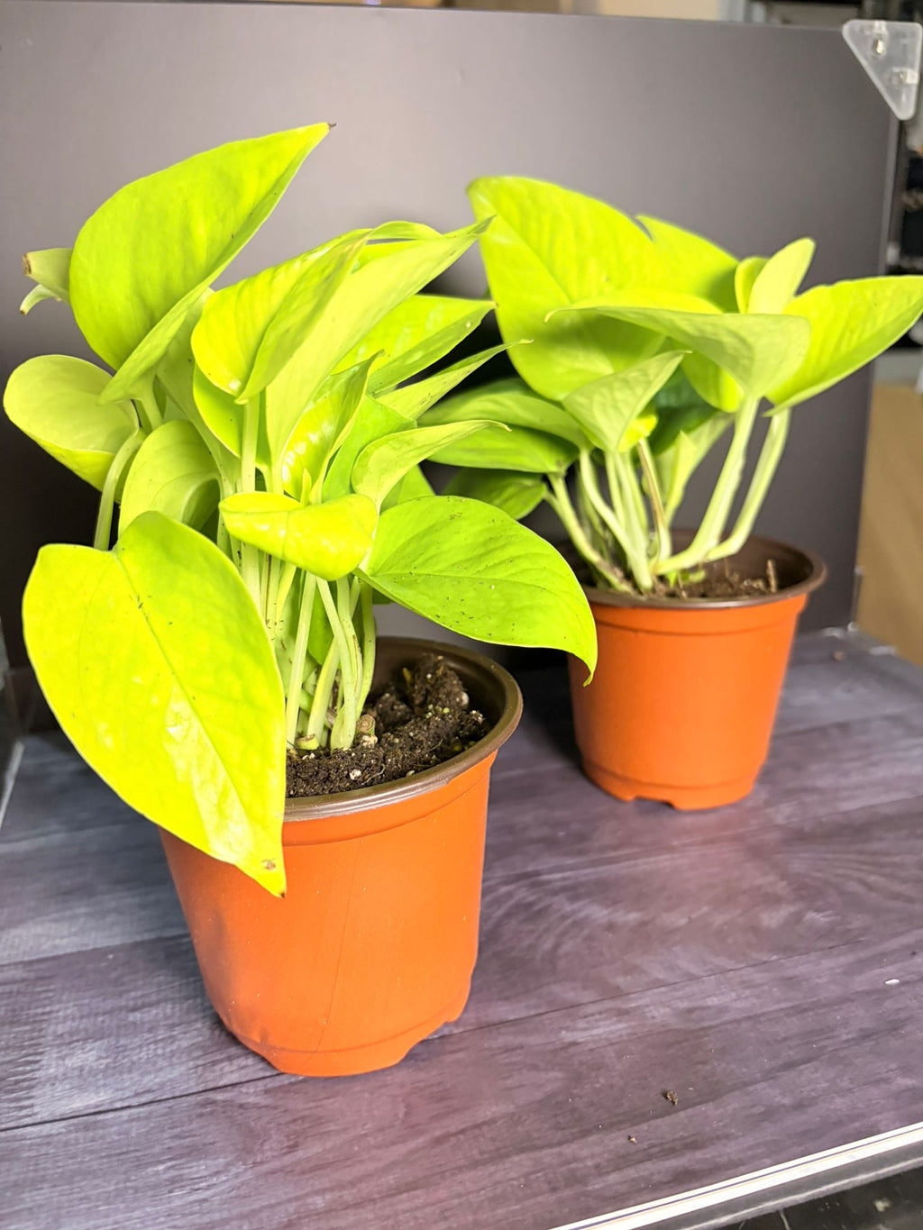 Neon pothos