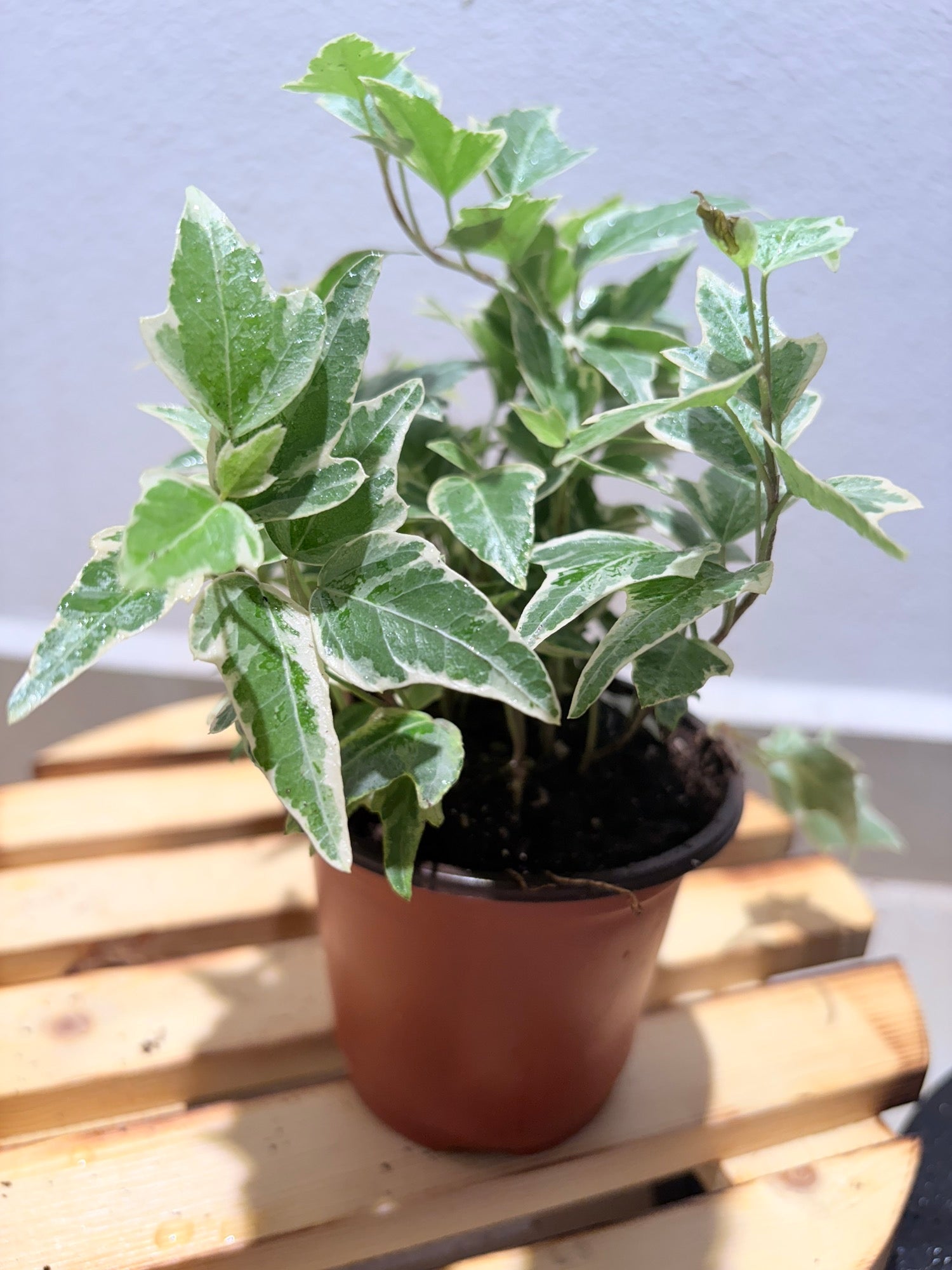 English Ivy albo white variegated