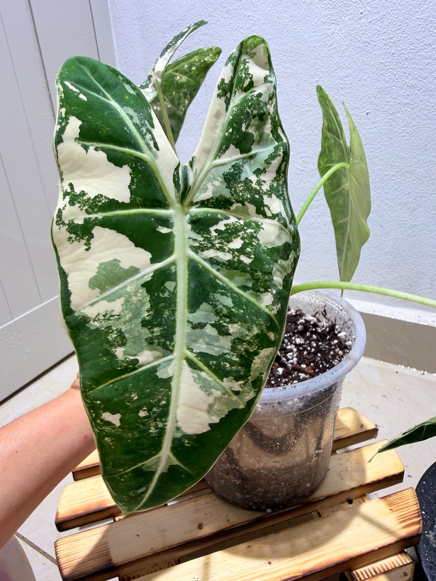 Alocasia Frydek variegated