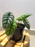 Alocasia Dragon Scale Silver