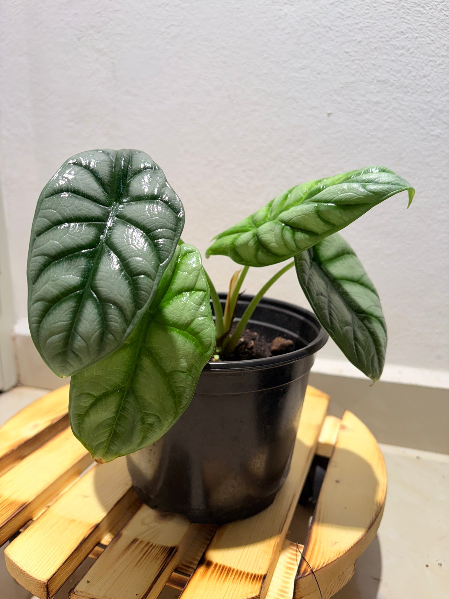 Alocasia Dragon Scale Silver