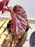 Begonia Angel Wing Macculata pink spot