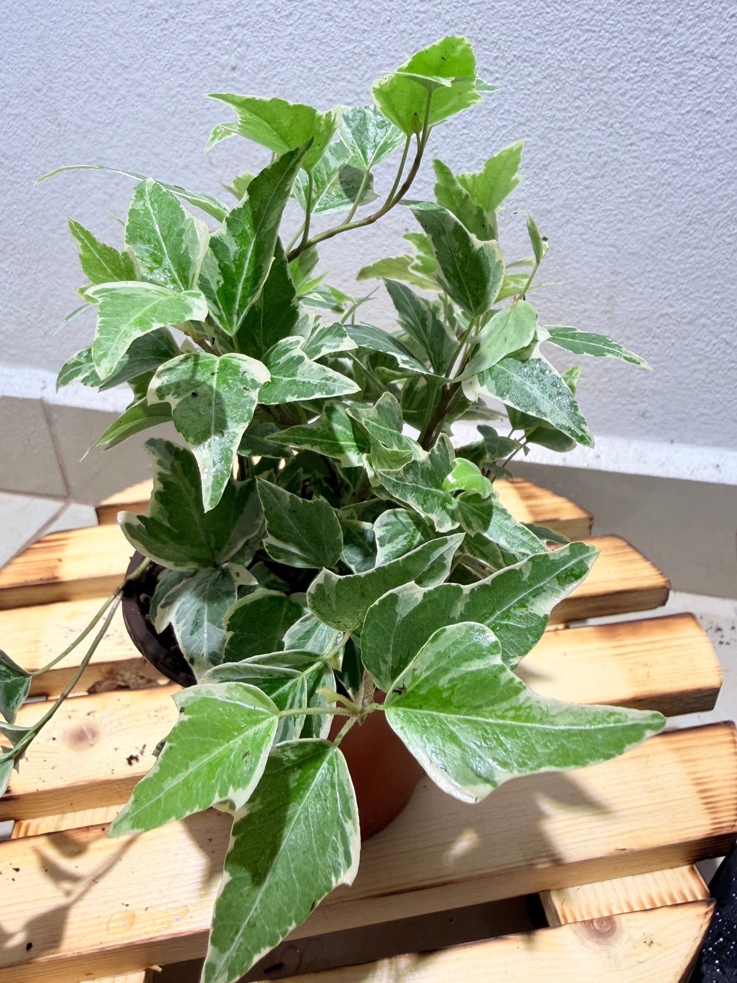 English Ivy albo white variegated