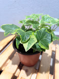 English Ivy aurea Golden variegated