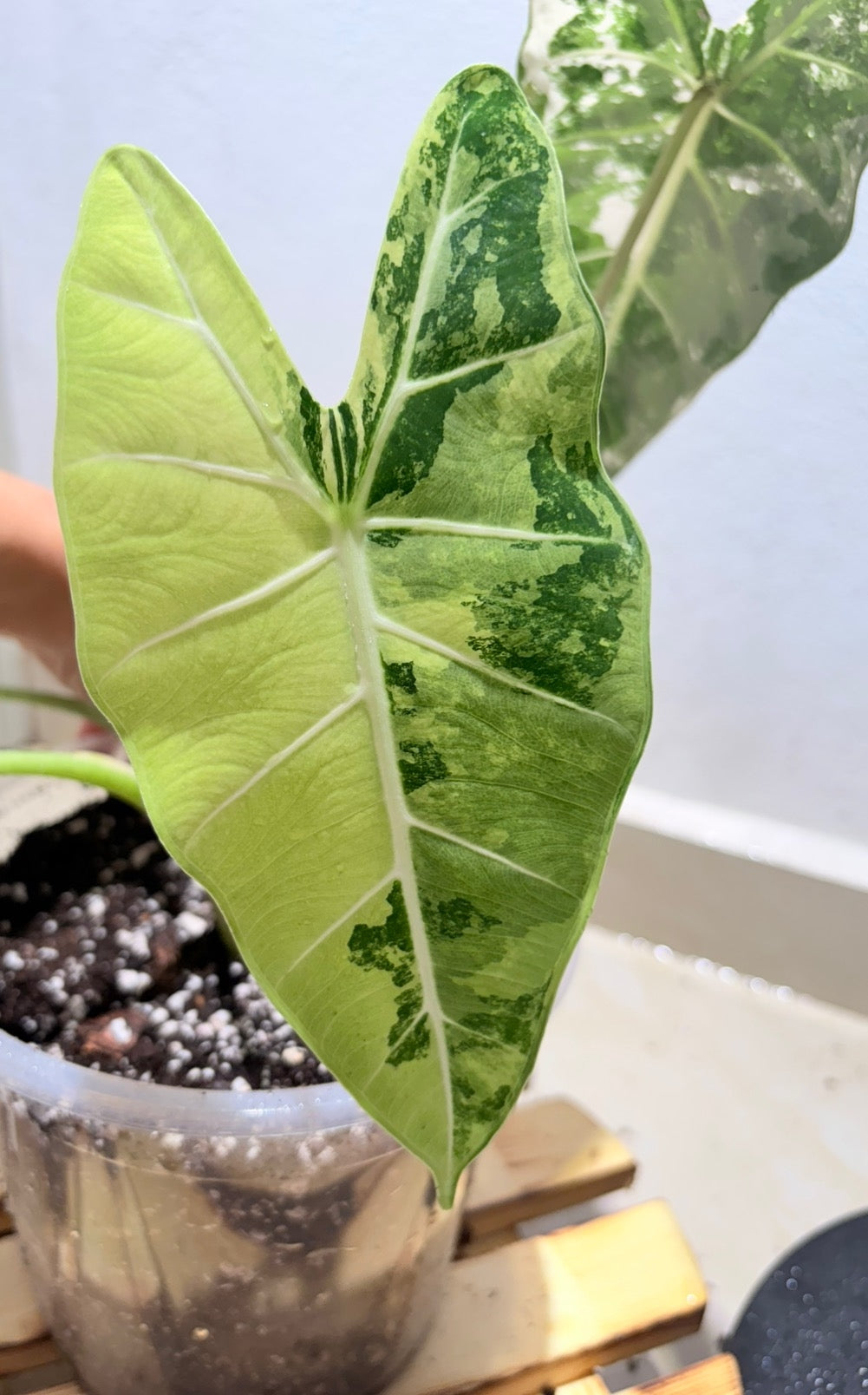 Alocasia Frydek variegated