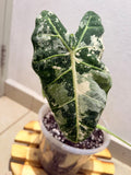 Alocasia Frydek variegated
